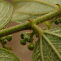 Ziziphus oenopolia (L.) Mill.